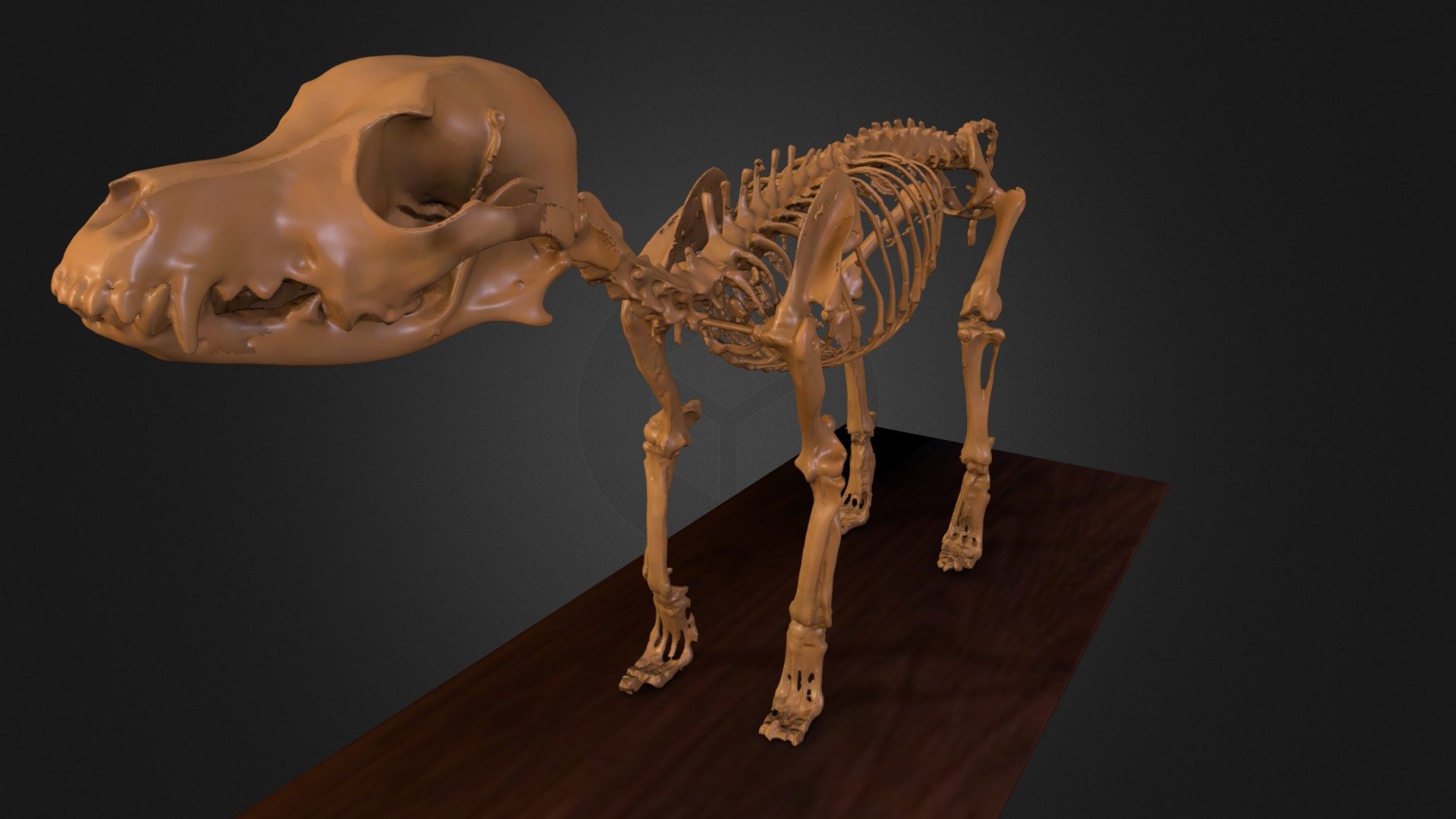 Published by 3ds Max
anatomy 3D Model skeleton for  veterinary students and veterinary surgeons 
His name is Fritzchen and he lives in Germany​ :) - real dog skeleton (Fritzchen) - 3D model by 3DScan4You.de (@3dscan4you) 3d model