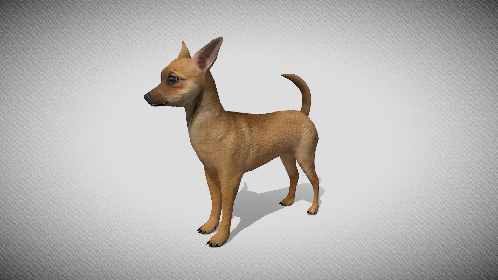 This is a 3d chihuahua puppy with 45 different animations and 6 different fur texture PBR options, with most of the animations you might need in a game. Efficiently modeled with only 5444 triangles 3d model