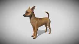 Medhue Chihuahua dog, pet, puppy