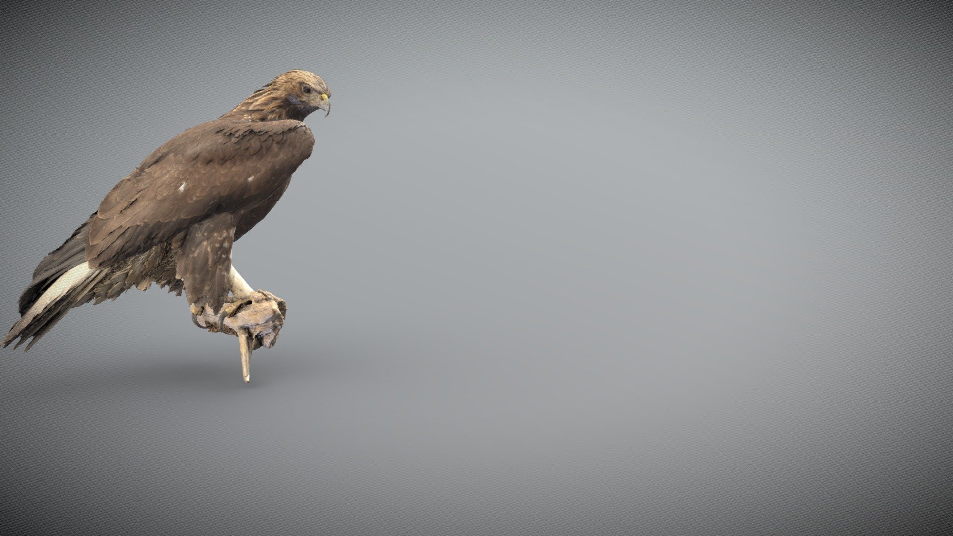 Golden_eagle - 3D model by Stichting Consortium Beroepsonderwijs (@scb3d) 3d model