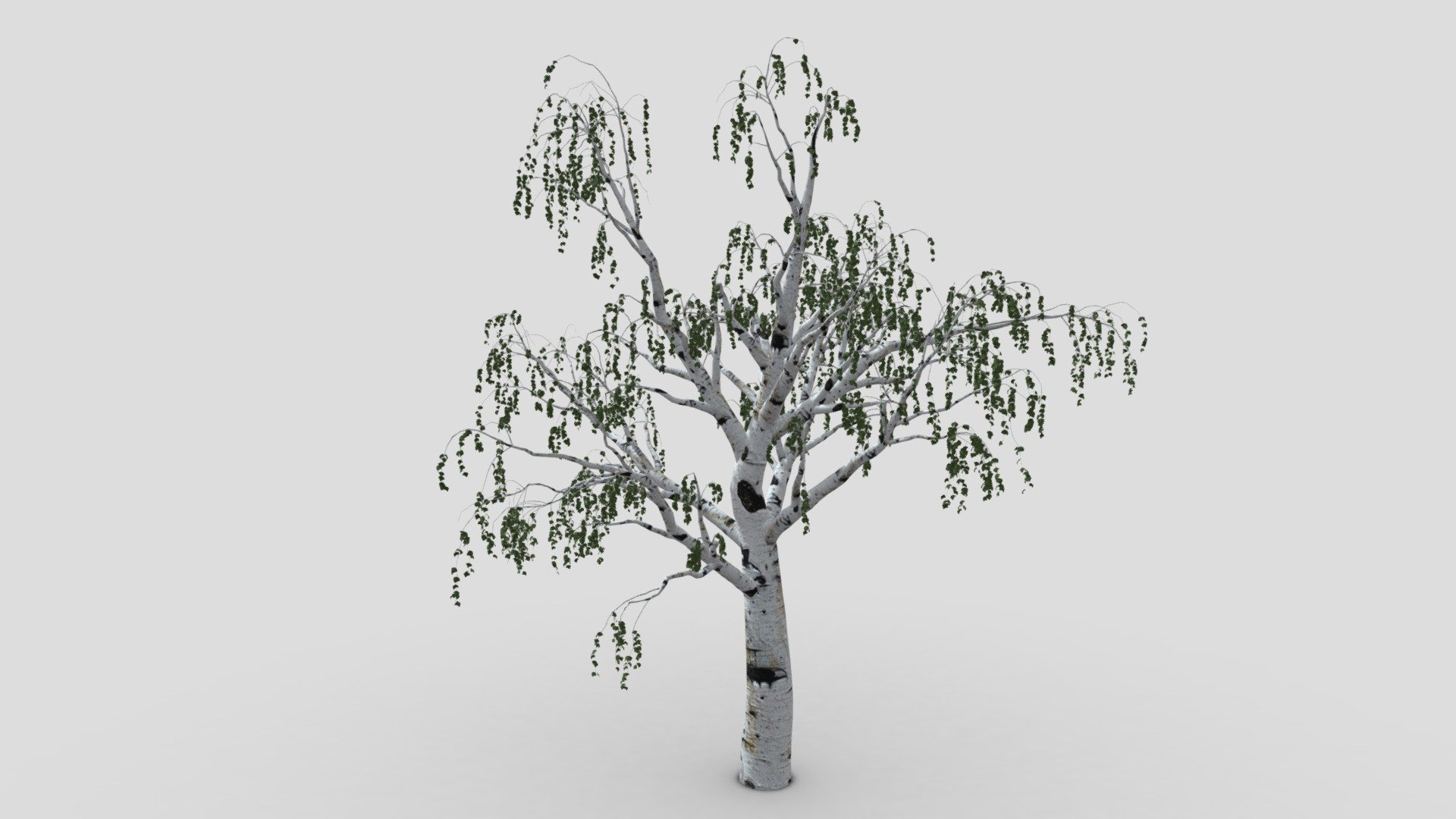 Betula pendula, commonly known as silver birch, warty birch, European white birch, or East Asian white birch, is a species of tree in the family Betulaceae, native to Europe and parts of Asia, though in southern Europe, it is only found at higher altitudes 3d model