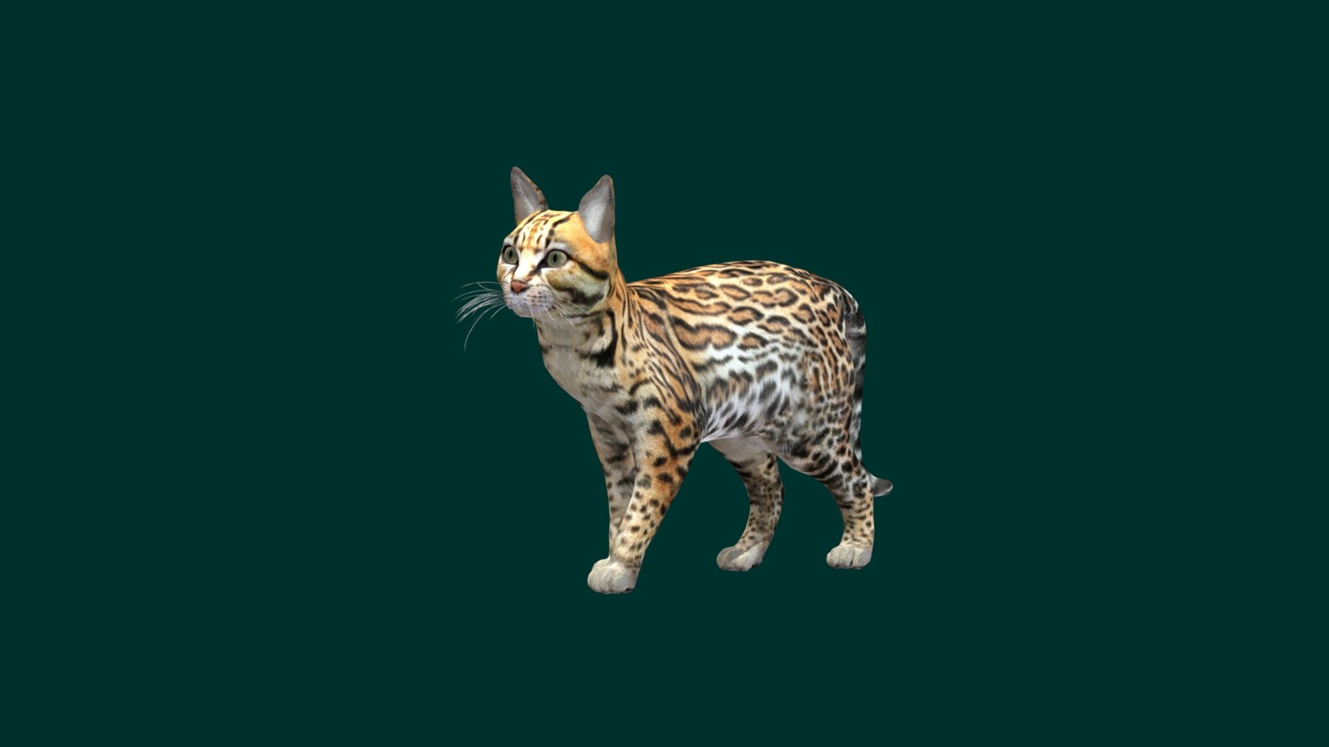 The ocelot is a medium-sized spotted wild cat that reaches 40–50 cm at the shoulders and weighs between 7 and 15.5 kg on average. It is native to the southwestern United States, Mexico, Central and South America, and the Caribbean islands of Trinidad and Margarita. Carl Linnaeus scientifically described it in 1758. Wikipedia
Scientific name: Leopardus pardalis
Conservation status: Least Concern (Population decreasing) Encyclopedia of Life
Mass: 8 – 16 kg
Length: 68 – 100 cm
Trophic level: Carnivorous Encyclopedia of Life
Family: Felidae
Kingdom: Animalia - Ocelot - 3D model by Nyilonelycompany 3d model