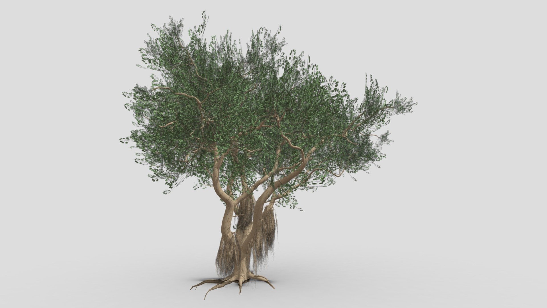 I try to work on Ficus Benjamina Tree to use this your project. this is a low poly 3D model. Tree info: Ficus Benjamina, commonly known as weeping fig, benjamin fig, or ficus tree, and often sold in stores as just ficus, is a species of flowering plant in the family Moraceae, native to Asia and Australia. It is the official tree of Bangkok 3d model
