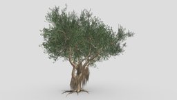 Ficus Benjamina Tree-S11 benjamin, 3d-printing, 3d-model, shu, 3dtree, ficus, unity, 3d, 3d-lowpoly-ficus-benjamina, 3d-benjamina, ben-jie-ming-shu-de-di-duo-bian-xing-mo-xing