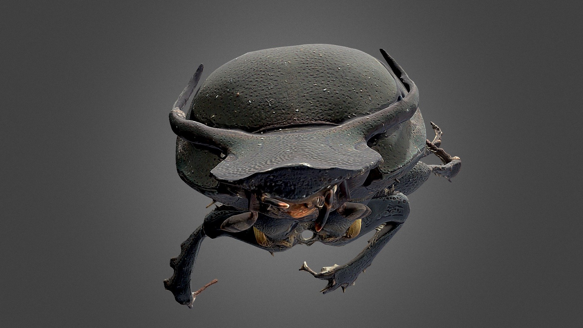 This male dung beetle (10mm) was scanned with DISC3D: https://zookeys.pensoft.net/article/24584/ - Ontophagus taurus - Download Free 3D model by Digital Archive of Natural History (DiNArDa) (@disc3d) 3d model
