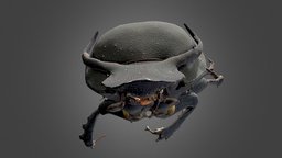 Ontophagus taurus insect, beetle, coleoptera, disc3d