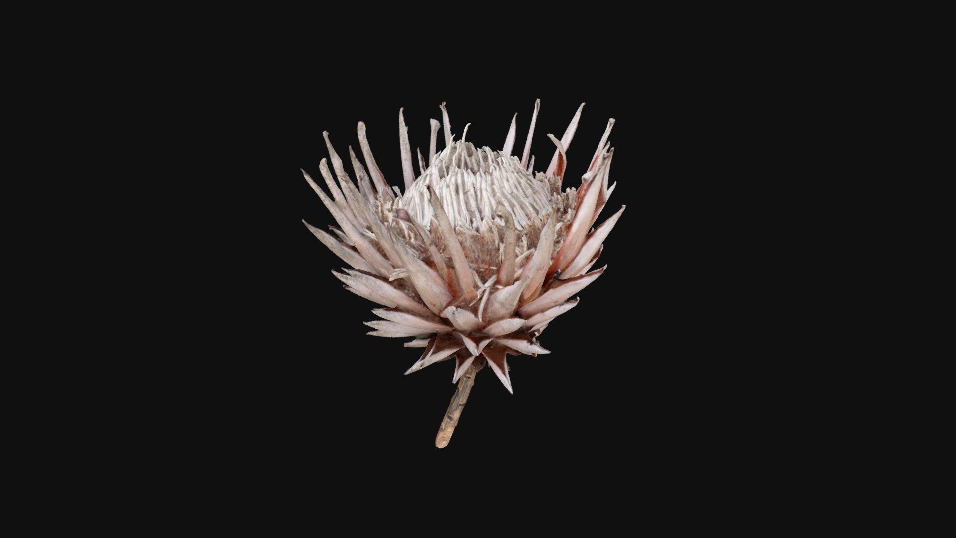 Dried King Protea from the Cape Floral Kingdom, South Africa

Created with Sony AR7ii using 70 images in outdoor overcast lighting conditions - Protea flower - 3D model by The Rock Art Portal (@Rock_Art_Portal) 3d model
