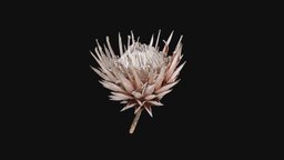Protea flower 