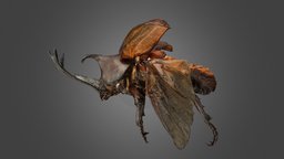 カブトムシ ♂ Japanese Rhinoceros Beetle (Transparent) insect, beetle, wings, rhinoceros, coleoptera, insecta, arthropoda, scarabaeidae, animalia, japanese, ffishasia, trypoxylus, noai