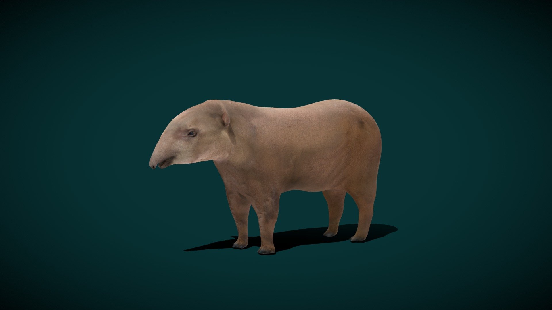 **Anyimals Blender Add on Assets Same Rigs Feather **




Lowpoly

FBX Original File

Rigged

4K PBR Textures Materials

1 Draw Call

Vertices -3546

Triangles - 7095

Faces - 3649

Edges - 7197
 - Lowland Tapir FeMale Animal (Endangered) - Buy Royalty Free 3D model by Nyilonelycompany 3d model