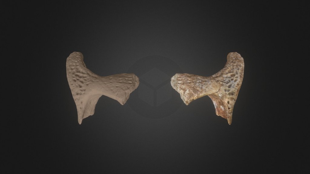 Part of an Elosuchus skull, which is a large crocodile from the Late Cretaceous of Morocco. This is the left postorbital bone with fragments of the frontal and squamosal bones attached to the medial and posterior sides. I have added a mirrored copy of the bone to illustrate how it was situated in the skull.

Location: Kem Kem Beds, Morocco

Age: Cenomanian, Late Cretaceous

Length: 12 cm - Elosuchus Skull Postorbital - 3D model by Olof Moleman (@lordtrilobite) 3d model