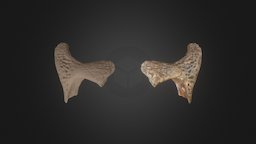 Elosuchus Skull Postorbital crocodile, bone, morocco, photogrametry, fossil, paleontology, cretaceous, mesozoic, postorbital, photogrammetry, skull, scan, creature