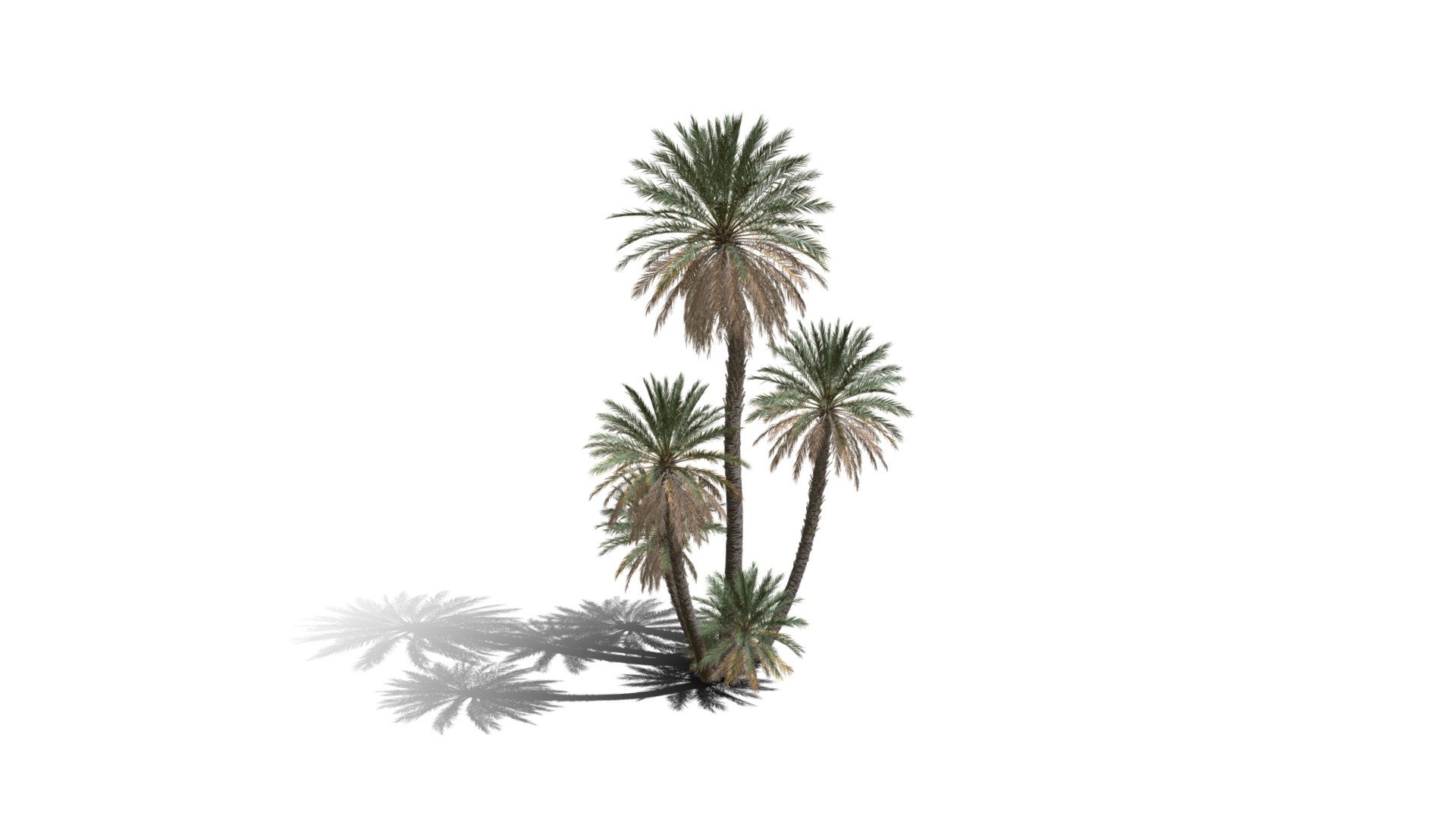 Model specs:





Species Latin name: Phoenix dactylifera




Species Common name: Date palm




Preset name: Oasis group no fruit mat 100




Maturity stage: Old




Health stage: Thriving




Season stage: Spring




Leaves count: 35573




Height: 17.7 meters




LODs included: Yes




Mesh type: static




Vertex colors: (R) Material blending, (A) Ambient occlusion



Better used for Hi Poly workflows!

Species description:





Origin: Africa,Middle East




Biomes: Desert,Savana,Agricultural




Climatic Zones: Mediterranean,Subtropical,Tropical




Plant type: Palm



This PlantCatalog mesh was exported at 40% of its maximum mesh resolution. With the full PlantCatalog, customize hundreds of procedural models + apply wind animations + convert to native shaders and a lot more: https://info.e-onsoftware.com/plantcatalog/ - Realistic HD Date palm (40/78) - Buy Royalty Free 3D model by PlantCatalog 3d model