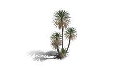 Realistic HD Date palm (40/78) trees, tree, plant, plants, africa, palm, desert, outdoor, foliage, nature, agricultural, middle-east, savana