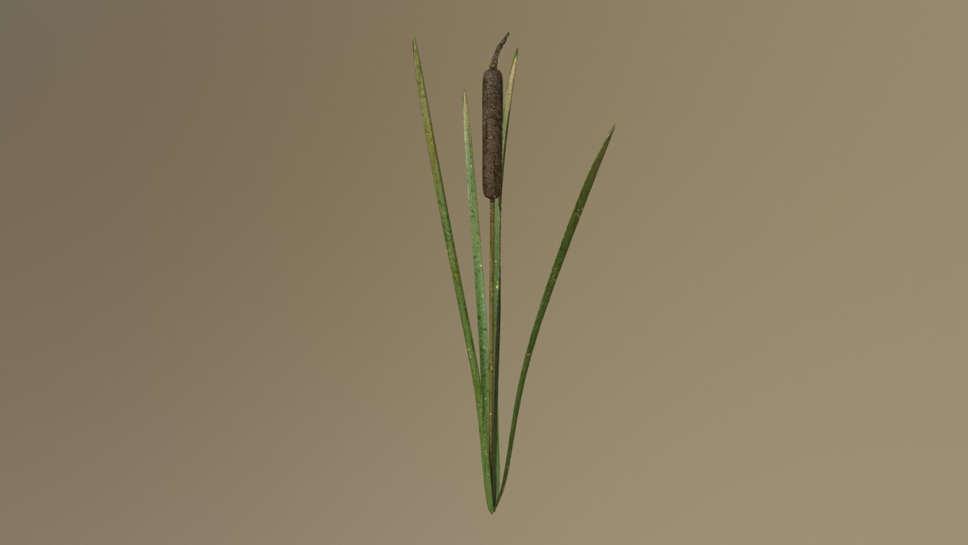 made in Blender and Substance Painter - Cat Tail (Typha) - Buy Royalty Free 3D model by Anežka Hájková (@anezka) 3d model