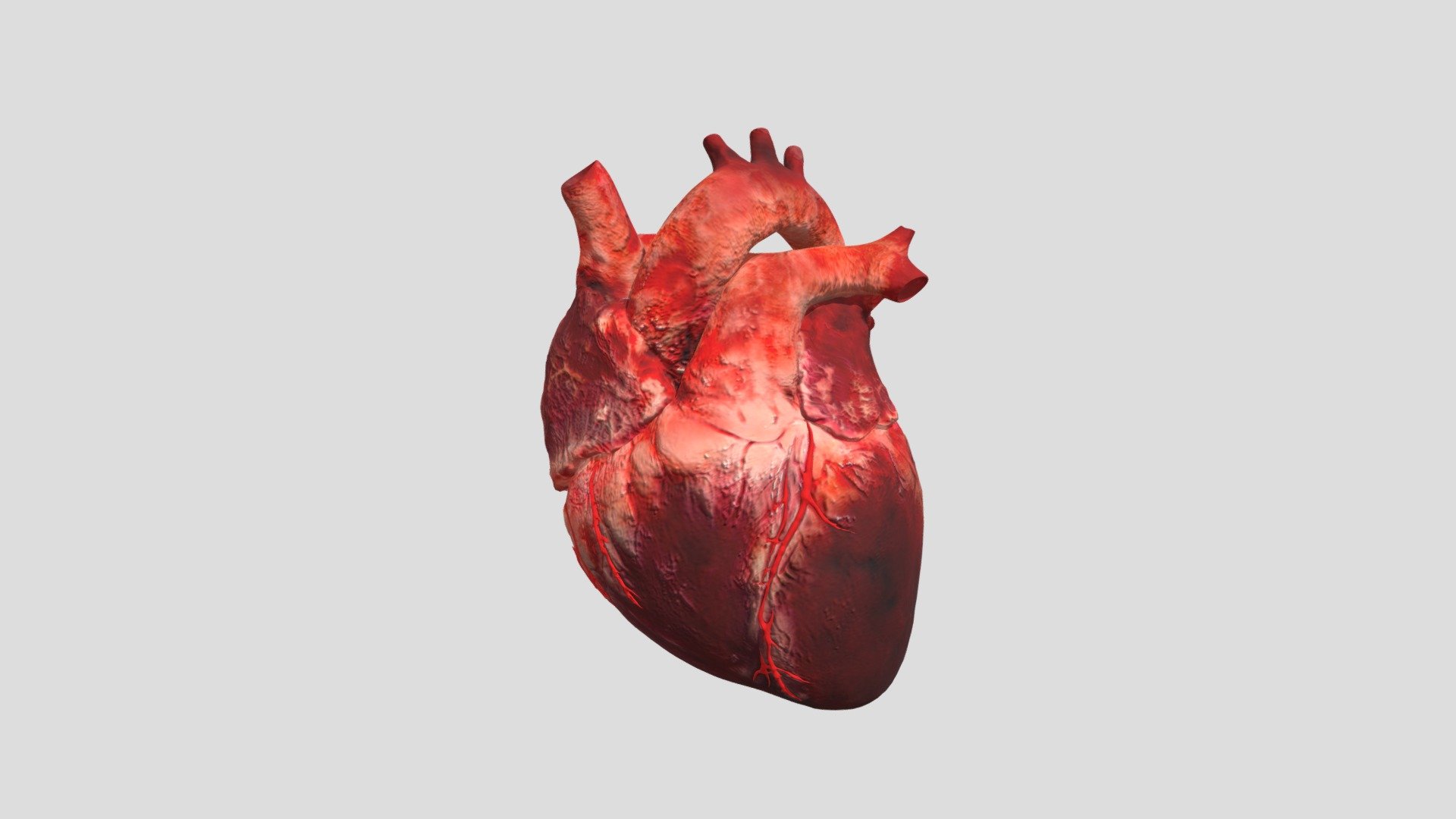 Heart 3D Model - Heart - 3D model by animpradeep 3d model