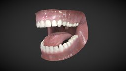 Mouth Model 2021 mouth, base, realistic, jim, blender3d, model, human, morren