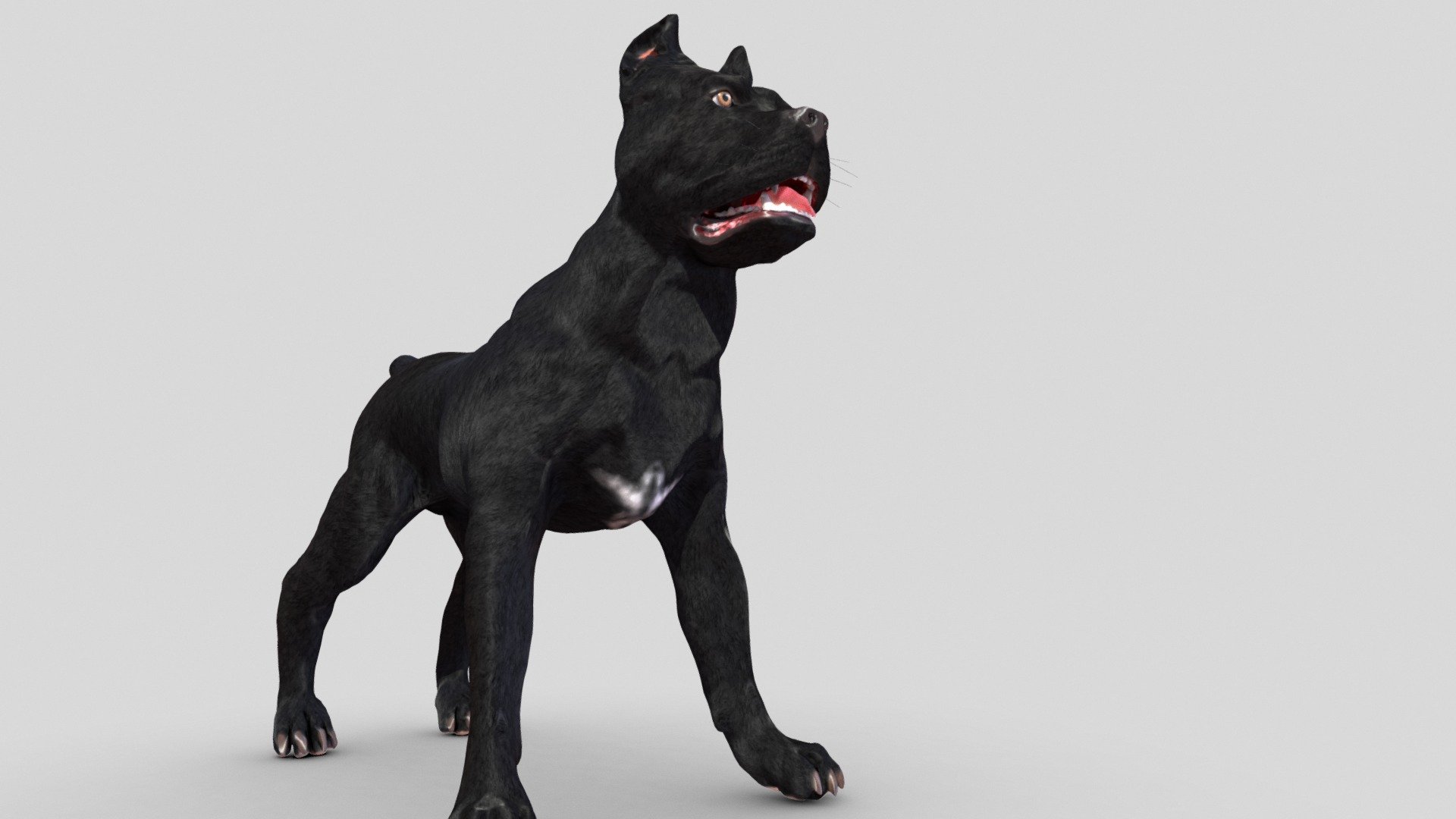 Cane Corso V3 - geometry optimized
All main textures are in 8k resolution - you can reduce it using any graphic editor - Cane Corso V3 - geometry optimized - Buy Royalty Free 3D model by VRA (@architect47) 3d model