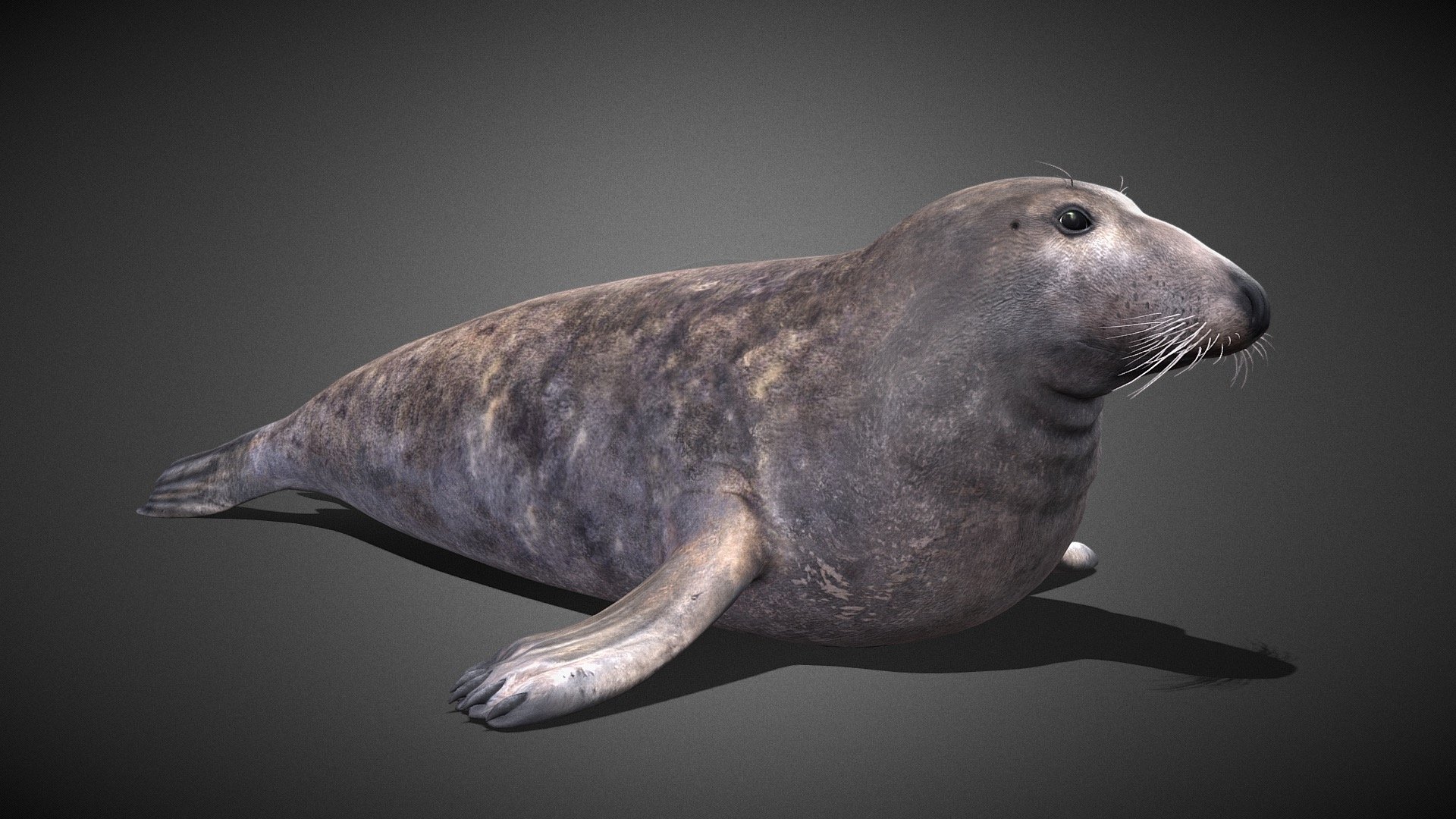 Realistic 3D model of a Grey Seal 3d model