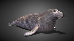 Havert (Gråsel) (Halichoerus Grypus) grey, mammal, ocean, north, bull, seal, atlantic, flipper, swim