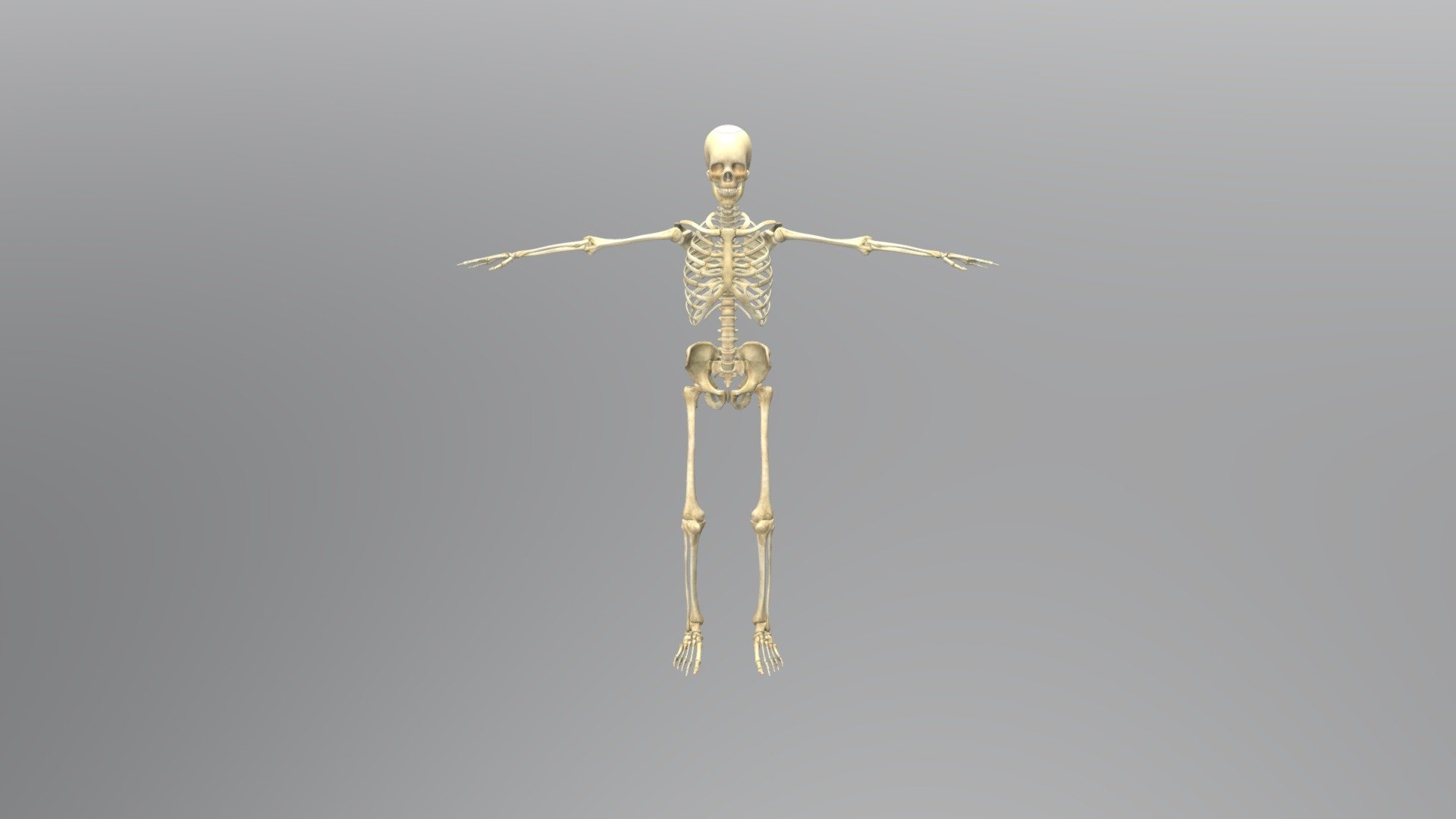 Human skeleton for anatomy students - Human skeleton - Download Free 3D model by aplanva 3d model