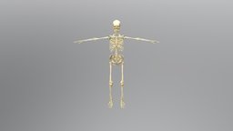 Human skeleton skeleton, anatomy, skull, human