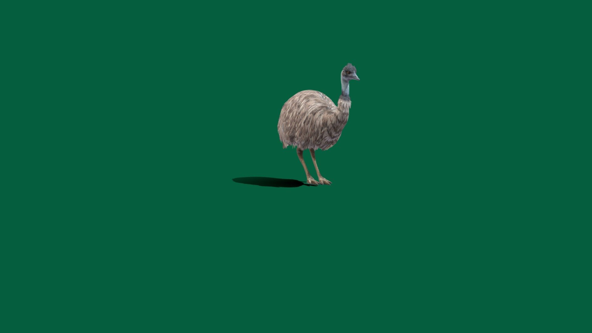 Animation Test
The emu is the second-largest living bird by height, after its ratite relative, the ostrich. It is endemic to Australia where it is the largest native bird and the only extant member of the genus Dromaius 3d model