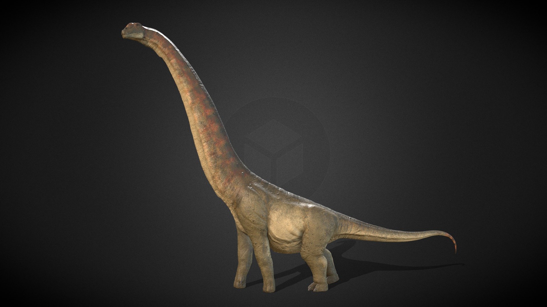 Argentinosaurus model inspired by Prehistoric Planet's Dreadnoughtus. It was my favorite show of last year and the Dreadnoughtus scene is up there as my favorite segment of the documentary. I urge anyone who haven't seen it to give it a watch, it is the brilliance and the representation that paleontology needed in main-stream media.

Made with Blender and Substance Painter.

Comes with 2 Level of Details available, Rigging and High-quality PBR 8K textures. Suitable for both game-asset, and cinematic animation.

The native file type is BLEND as it was created with Blender, however with OBJ, FBX as well as PBR textures provided, it will work with any 3D programs.

In this package includes:





Blender file (.BLEND) with armature rigging, proper materials and PBR textures set up.




PBR textures in 8K, including these maps: Color, Roughness, Normal map. Skins include Male and Female version.




OBJ and FBX files. 



Thank you for your support of my models and look out for more soon 3d model
