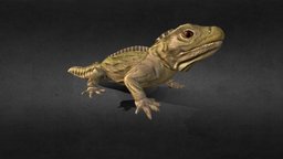 Lizard lizard, animation3d, low-poly, animal, textured, gameready
