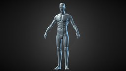 Male base mesh with muscle detail low-poly-model, male-human, malebody, anatomy-human, male-character, male-body-base-mesh