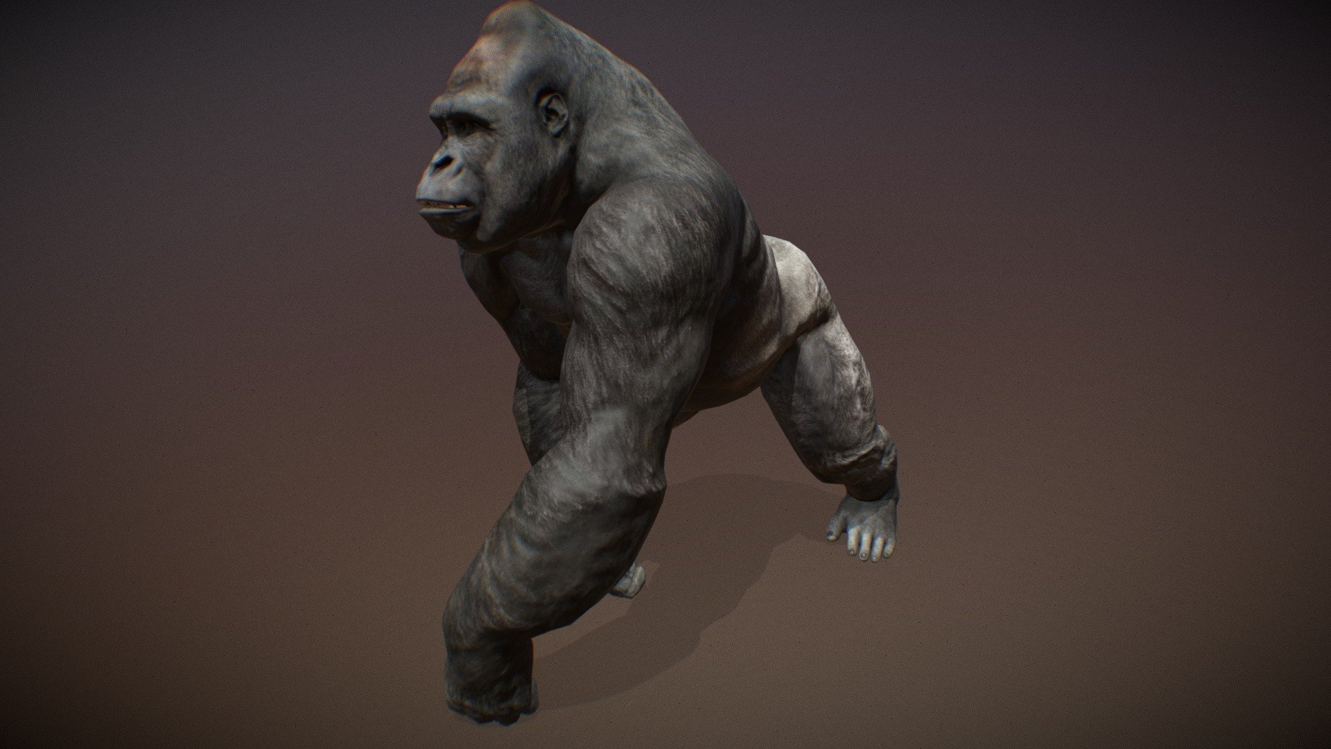 Animated realistic male Gorilla with 2 animations authored at 60fps and 4k textures.

Note: Preview uses lower-res mesh (LOD1), 1K textures and only a few of the full set animations.

Get our animal in full detail, 4K textures and check the full list of animations.

Features:




male Gorilla model

Animations authored at 60 fps

All animations available with and without the root motion

uncompressed 4K Textures

3ds Max animation rig

LODs
 - Animalia - Gorilla (male) - 3D model by GiM (@GamesInMotion) 3d model