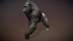 Animalia quadruped, gorilla, gim, animalia, animal, animated