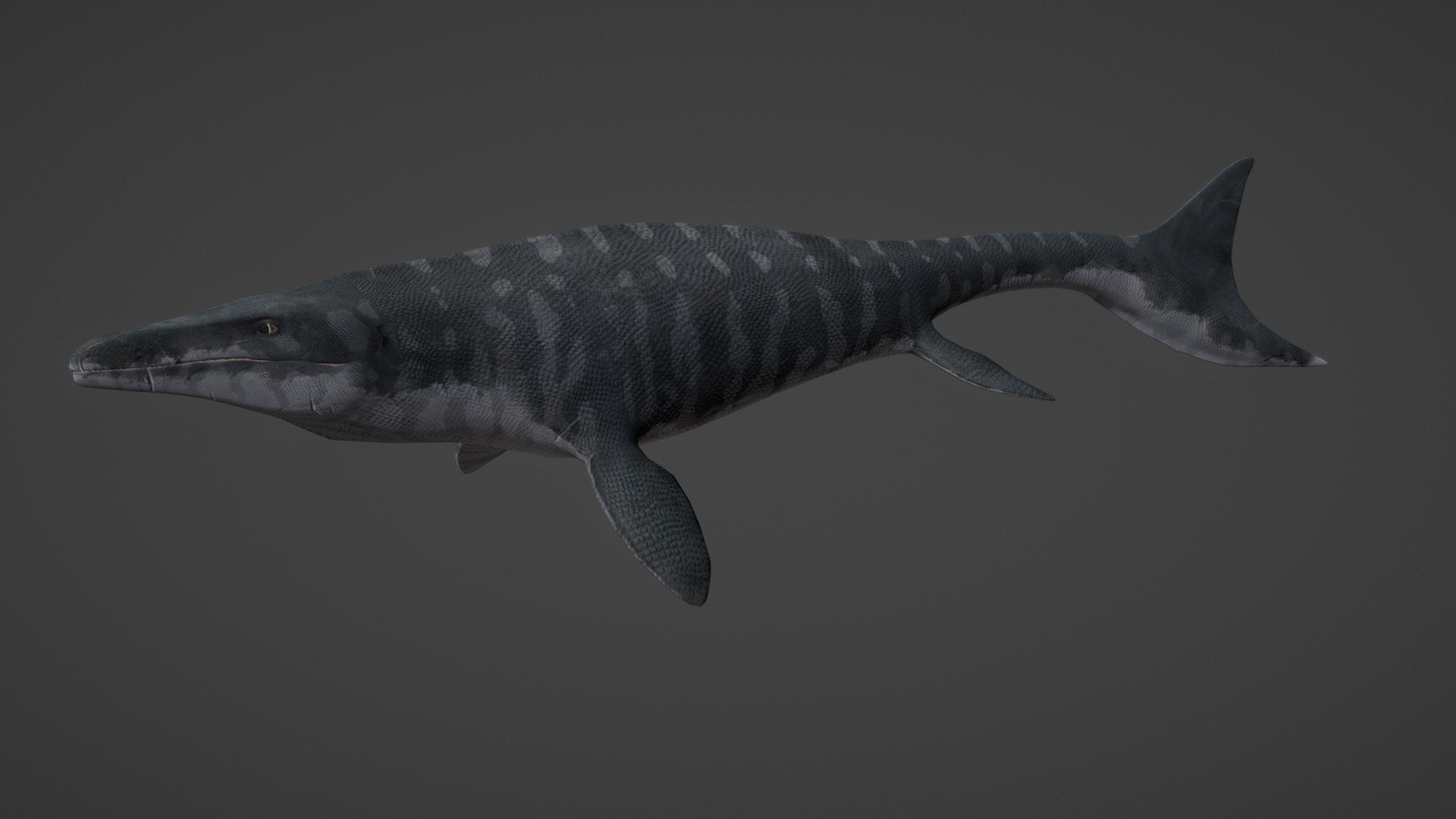 Presenting my Mosasaurus Hoffmanni model. The animation is a combination of different animations that could be used in a game. To achieve the an automated caragniform swim pattern I have two sin functions working at opposite direction from the hips.

For more information on this project: http://www.stefanvink.com/pages/grad.html - Mosasaurus Hoffmanni - 3D model by StefanVink 3d model