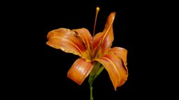 Orange day-lily plant, plants, flower, orange, flowers, vegetation, fleur, nature, lily, blossom, lys, daylily, lilium, metashape, asset, blender, scan, noai