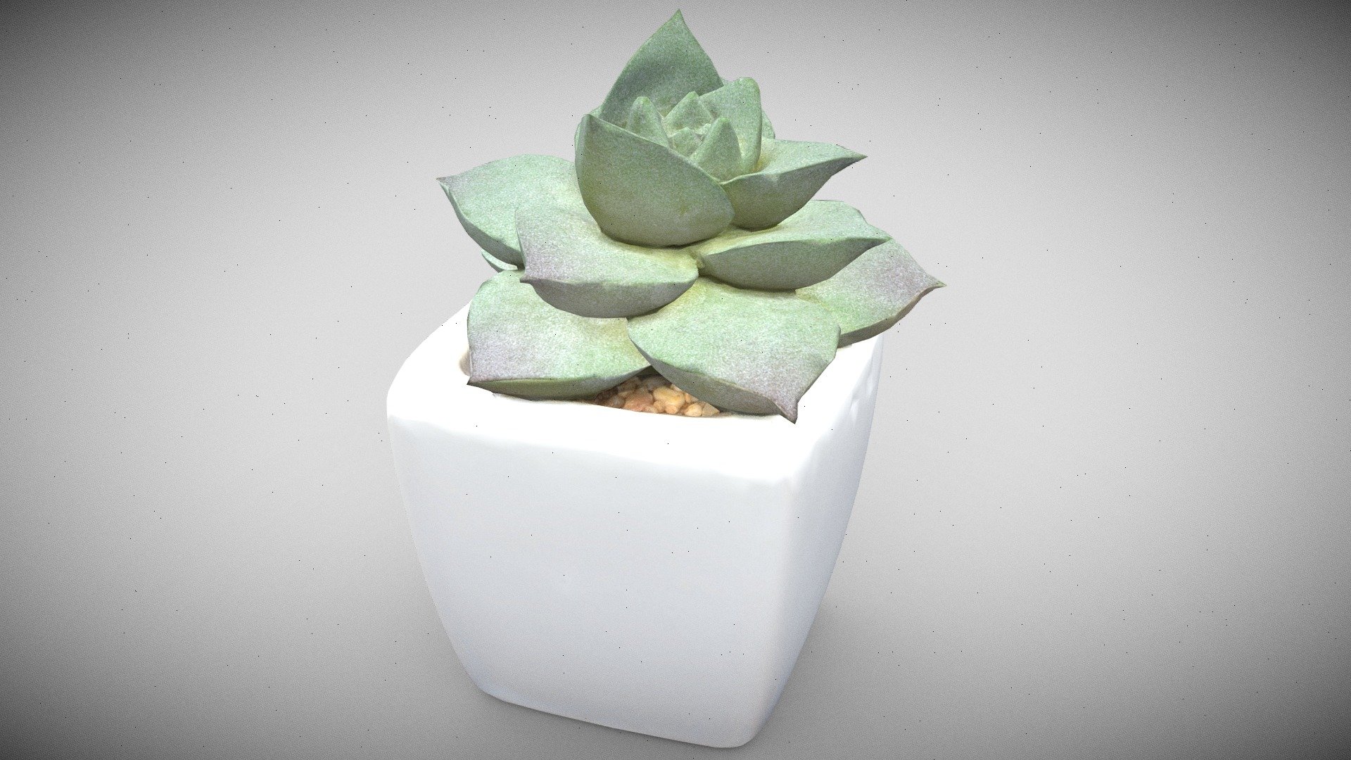 Small suculent houseplant in in small glazed pot with fine gravel.

This is a very trendy plant for desktops, offices, window sills and more. It's lovely structure and pointed, thick leaves are eyecatching.

Efficient modeling. High resolution texture, you may want to reduce the resolution if resources are scarce.

3d scan - Plant Suculent Scan - Buy Royalty Free 3D model by rdashkevicz 3d model