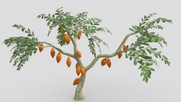 Cacao Tree( Orang Fruit)- 07 cacao-tree, 3d-cacaotree, lowpoly-cacao, 3d-lowpoly-cacao, cocoatree