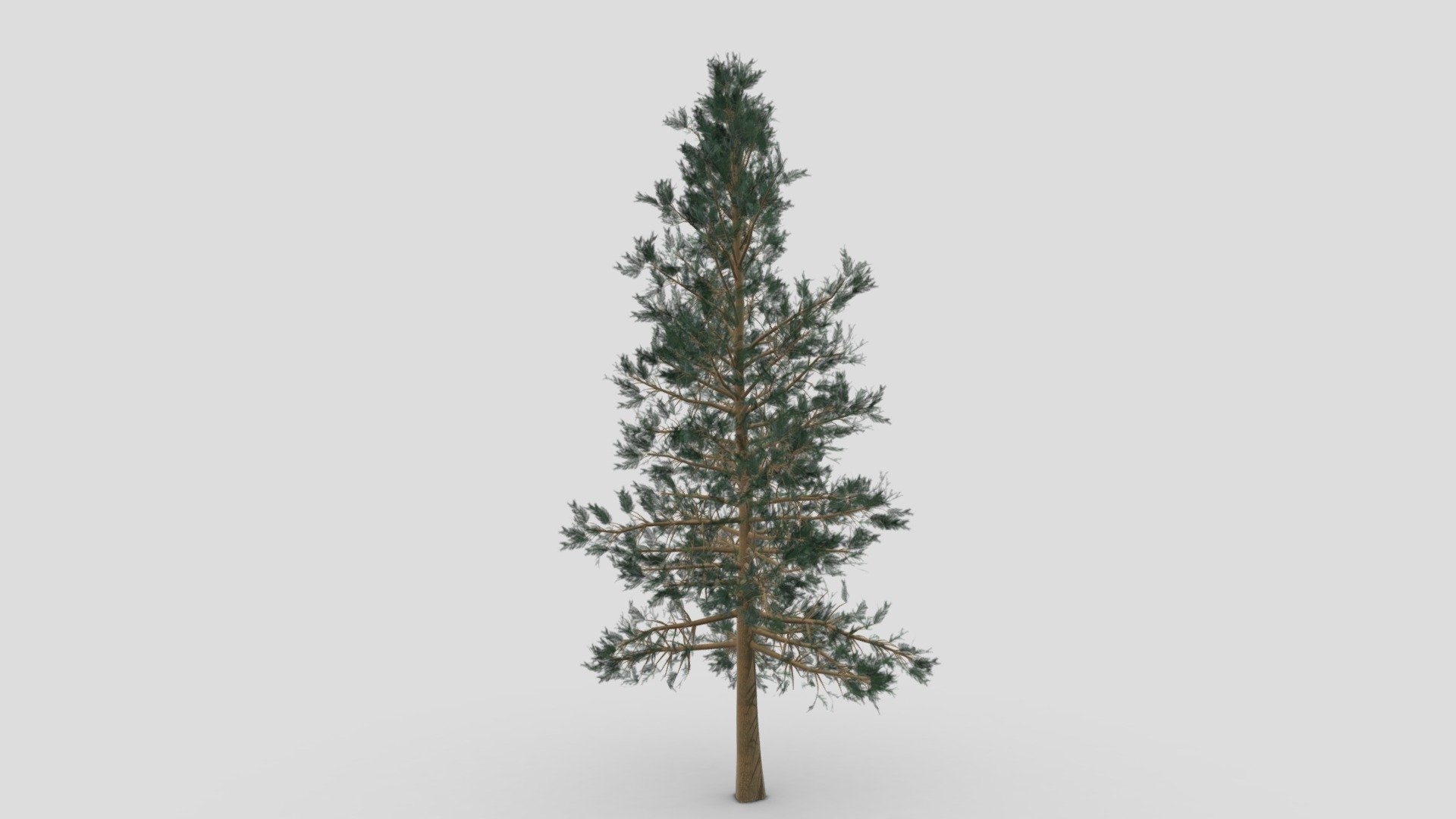 This is a High poly 3D model of Pine Tree. You can use this in your project. I hope this model will be usefull fo you 3d model
