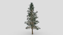 Pine Tree- 01 pine, unreal, unity, highpoly, pinte-tree, 3dpine, 3d-pine