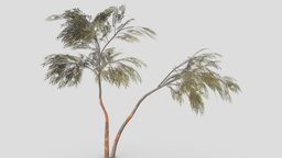 Eucalyptus Tree- 11