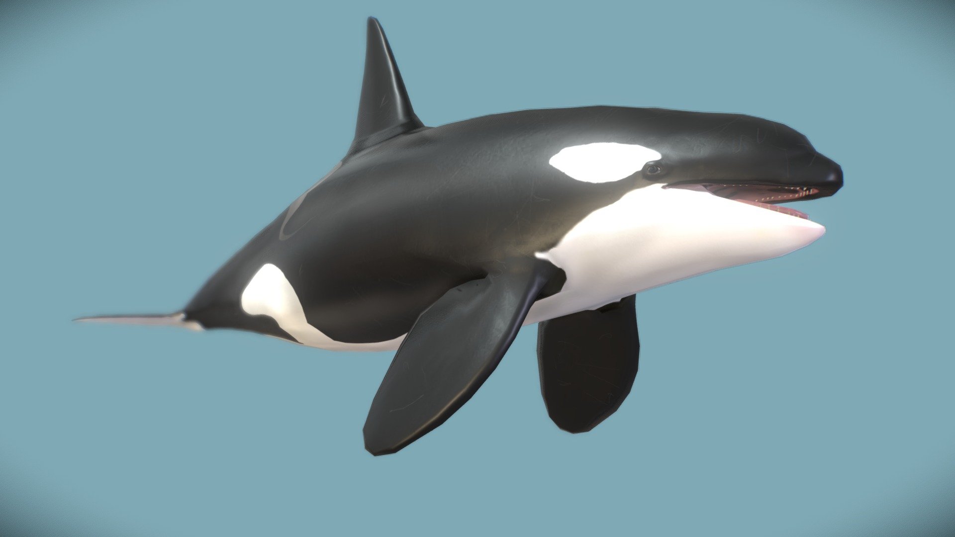 Orca i made for roblox the reef - Low poly killer whale (Orcinus orca) - 3D model by Major (@majorgalah) 3d model