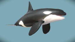 Low poly killer whale (Orcinus orca)