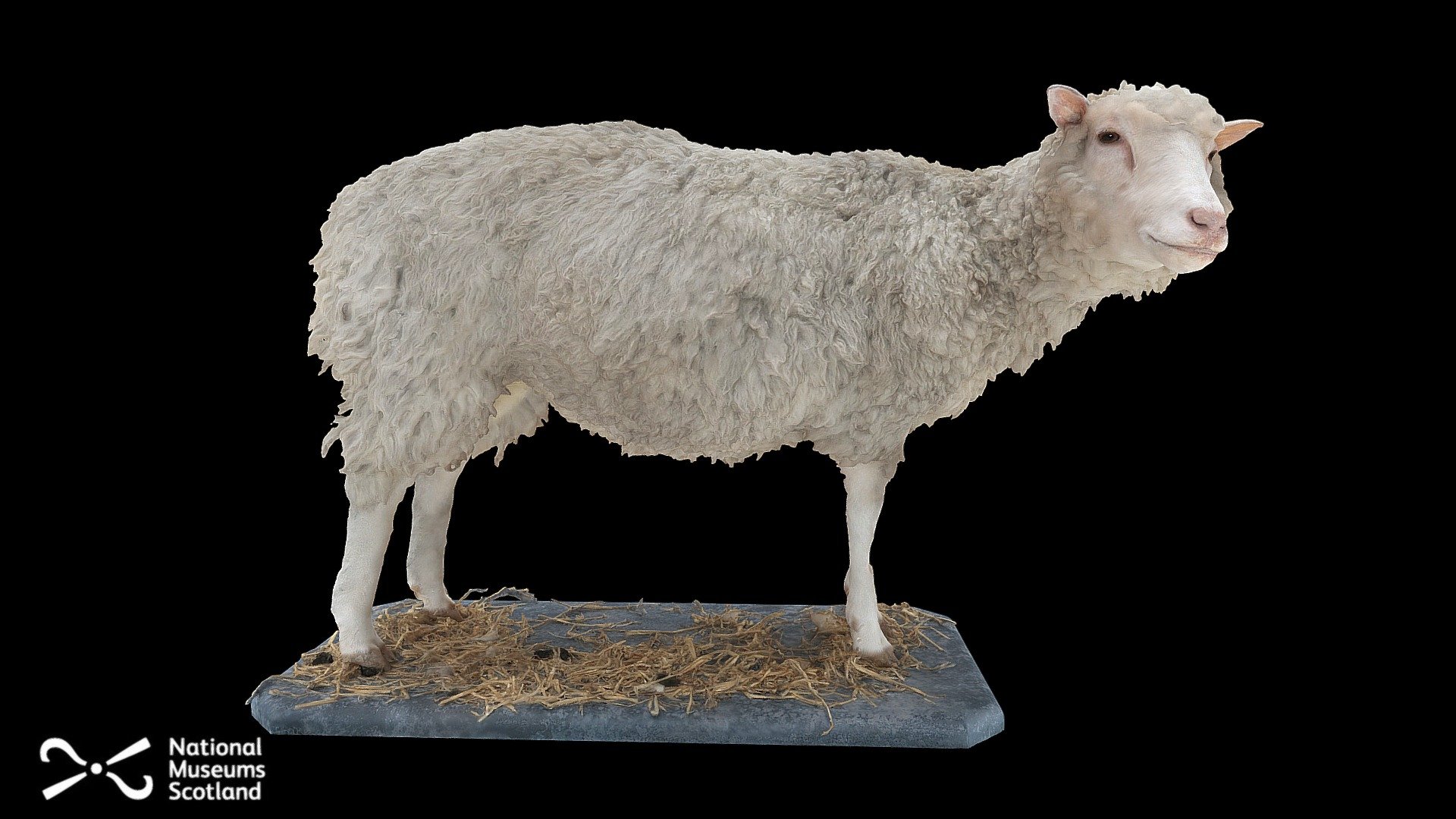 Celebrating the 25th anniversary of the birth of Dolly the Sheep, the first cloned mammal to be created from an adult cell. 

Dolly was born on 5 July 1996 at the Roslin Institute, Scotland of a Scottish Blackface surrogate mother. She died on 14 February 2003.

See Dolly on display in the Animal World gallery at the National Museum Of Scotland or find out more here: https://www.nms.ac.uk/explore-our-collections/stories/natural-sciences/dolly-the-sheep/

Museum reference Z.2003.40

Collection Mammals

Scientific name(s) species: Ovis aries Linnaeus, 1758 - Sheep

Specimen details Specimen form: Mounted skin and skeleton; Sex: Female; Phase: Adult

Associations University of Edinburgh, The Roslin Institute and R(D)SVS

Model produced by Dr Hugo Anderson-Whymark 3d model