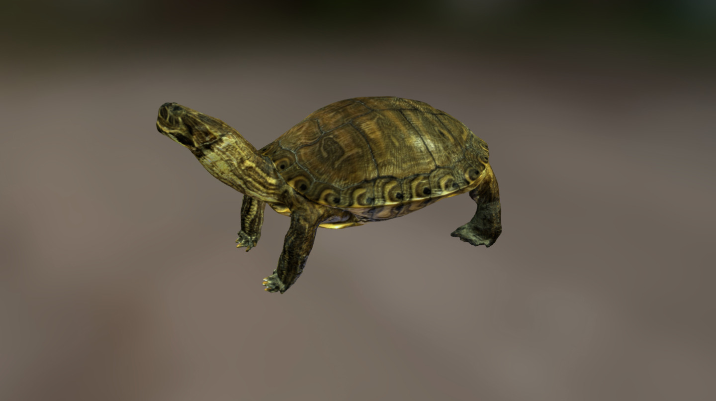 Female Yellow-Bellied Slider Turtle scanned from the Biology collection at Sul Ross State University using an Artec Eva 3D scanner 3d model