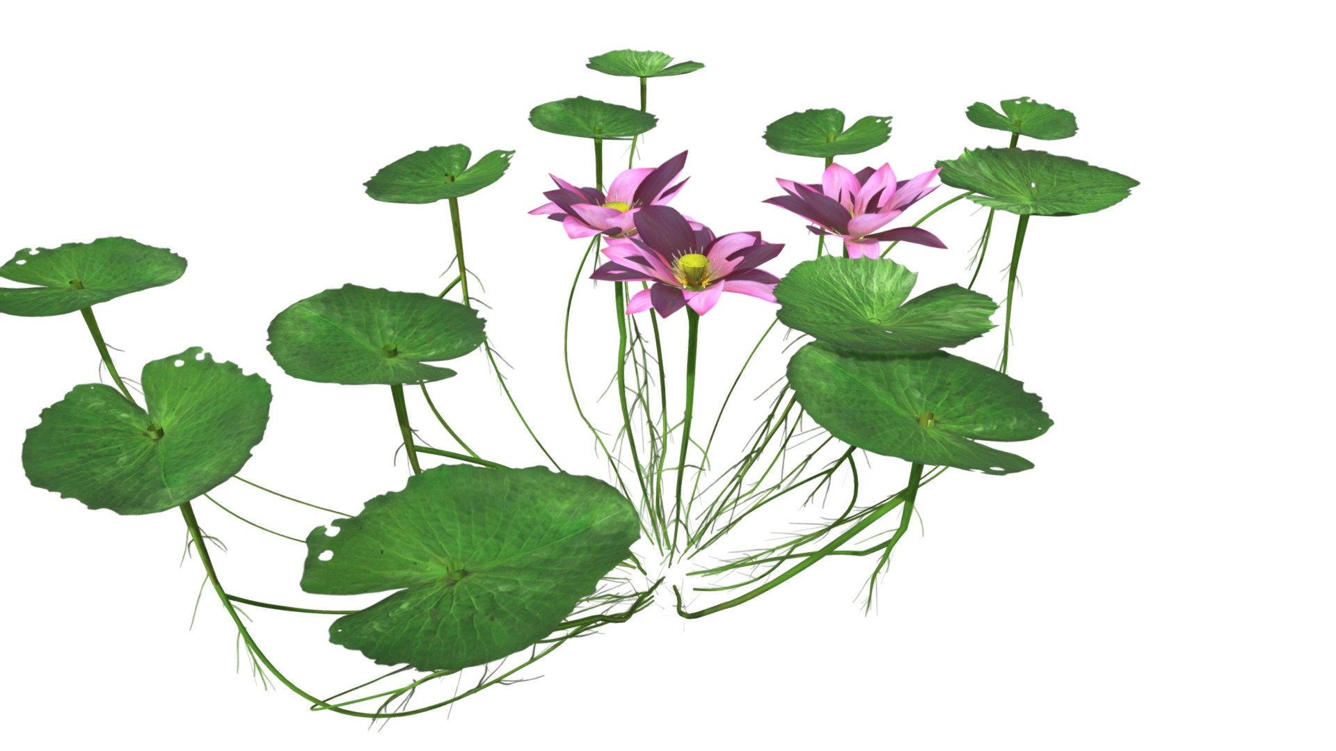 This 3D model of the Lotus Flower Plant is a highly detailed and photorealistic option suitable for architectural, landscaping, and video game projects. The model is designed with carefully crafted textures that mimic the natural beauty of a real Lotus Flower Plant. Its versatility allows it to bring a touch of realism to any project, whether it's a small architectural rendering or a large-scale landscape design. Additionally, the model is optimized for performance and features efficient UV mapping. This photorealistic 3D model is the perfect solution for architects, landscapers, and game developers who want to enhance the visual experience of their project with a highly detailed, photorealistic Lotus Flower Plant 3d model