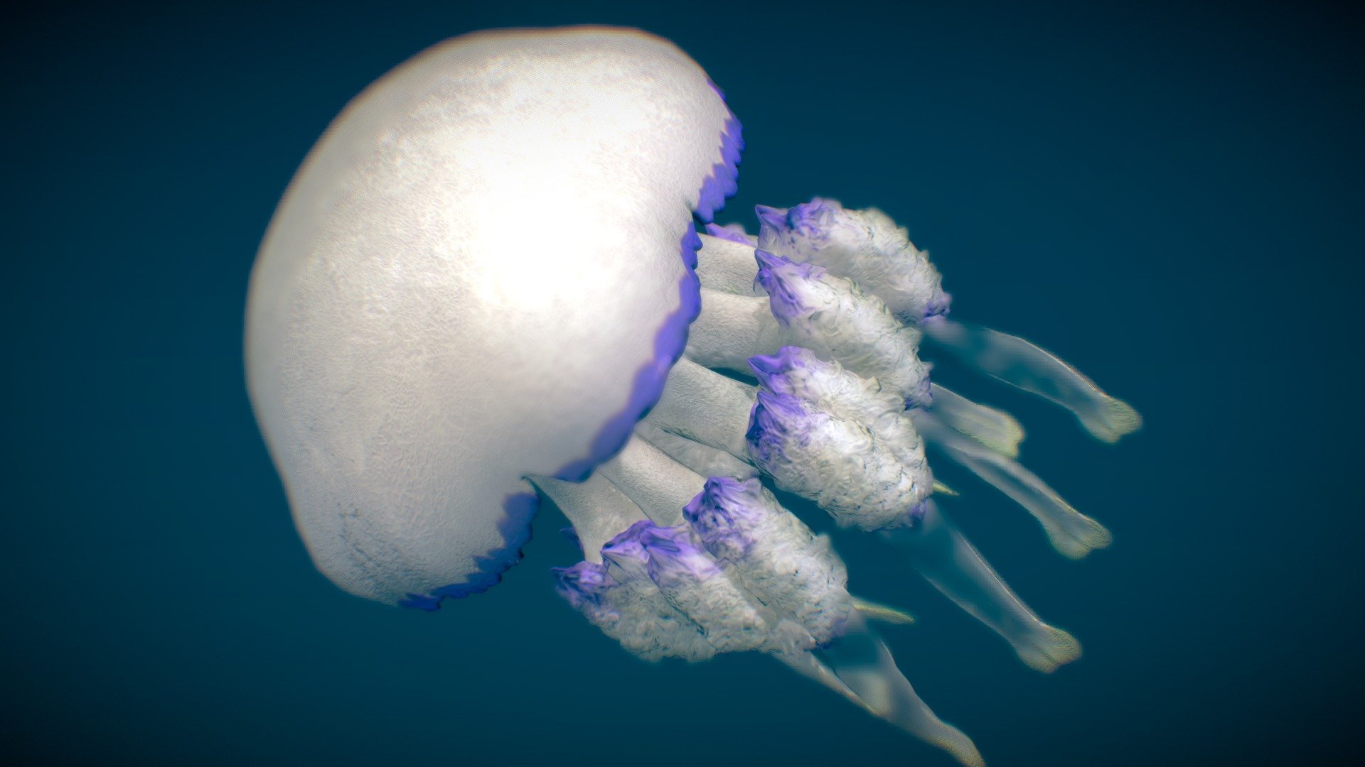 This model can import to Blender.  - Barrel Jellyfish - Buy Royalty Free 3D model by NestaEric 3d model