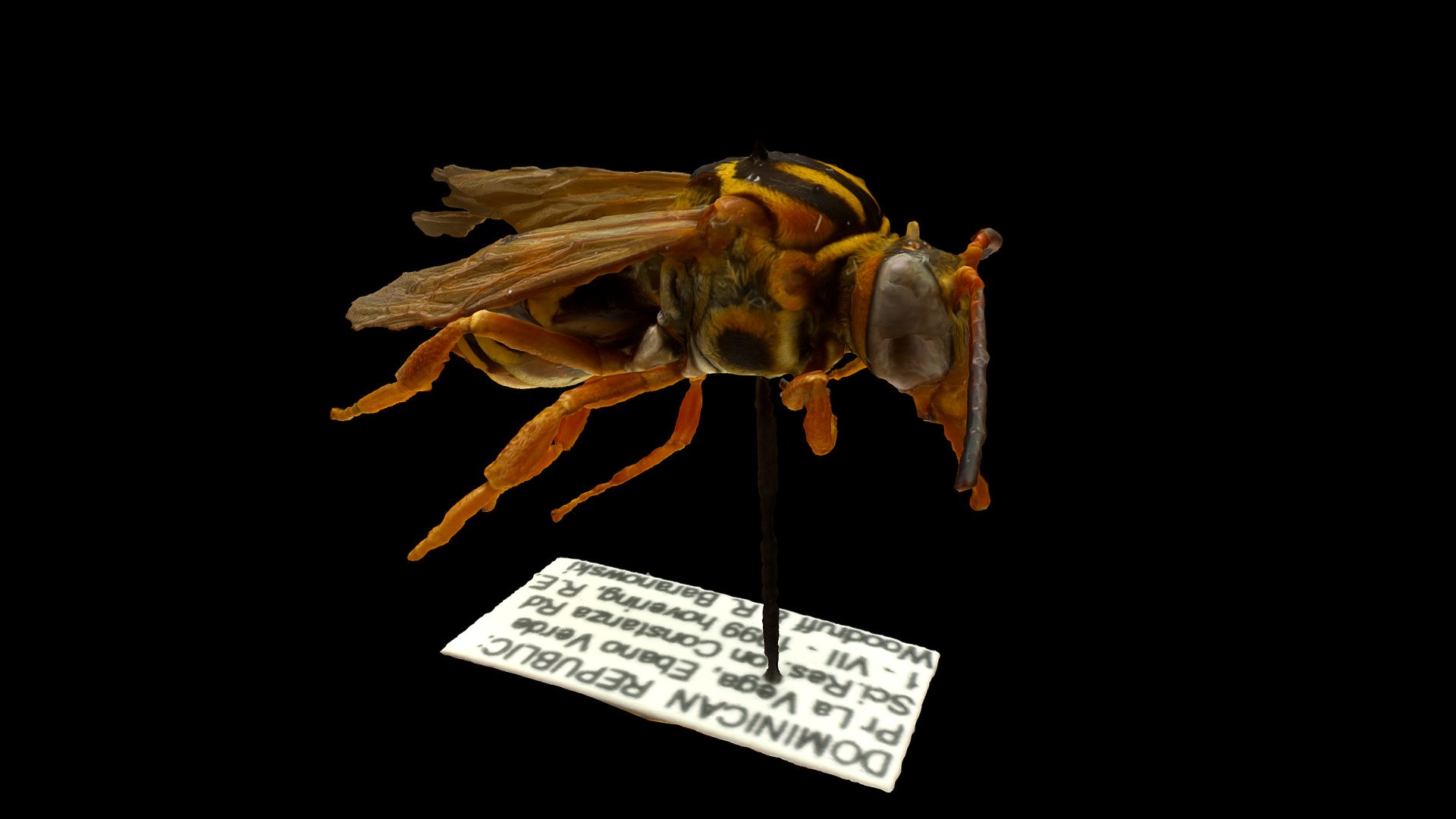 Cuckoo bee, Triepeolus sp.  from Florida State Collection of Arthropods (FSCA 00094019).

Photogrammetry scan by the Florida Museum Digital Imaging division. https://www.floridamuseum.ufl.edu/digital-lab/photogrammetry/ - Cuckoo Bee, Triepeolus - 3D model by FloridaMuseum 3d model