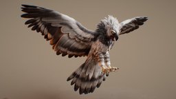 Day 29 sculpt, bird, b3d, eagle, speed, wings, blender-3d, harpy, blender, harpy-eagle