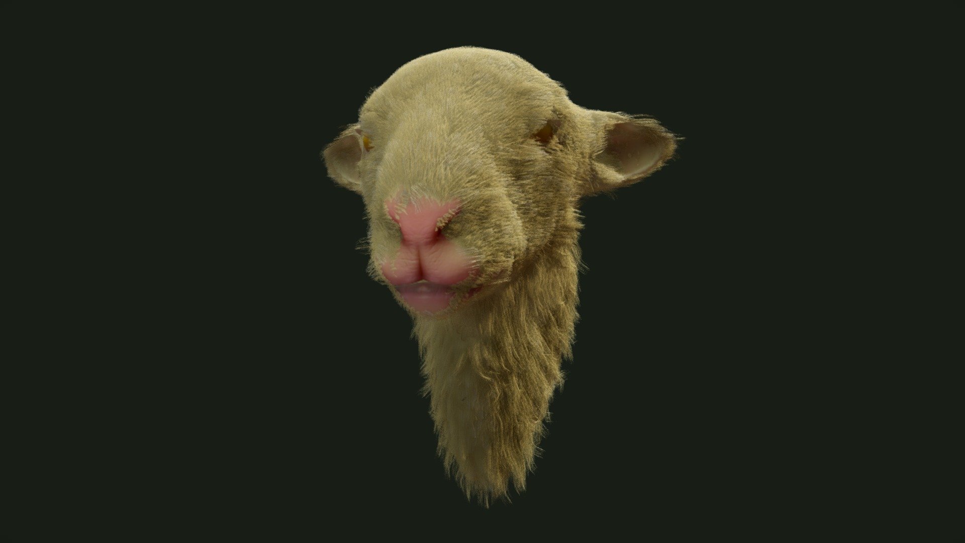 Head of a sheep, exercise test.

Left to do, clean up, and sheep's eyes, strangest looking eyes - Sheep Head - 3D model by Virtua Con (@virtuaCon) 3d model