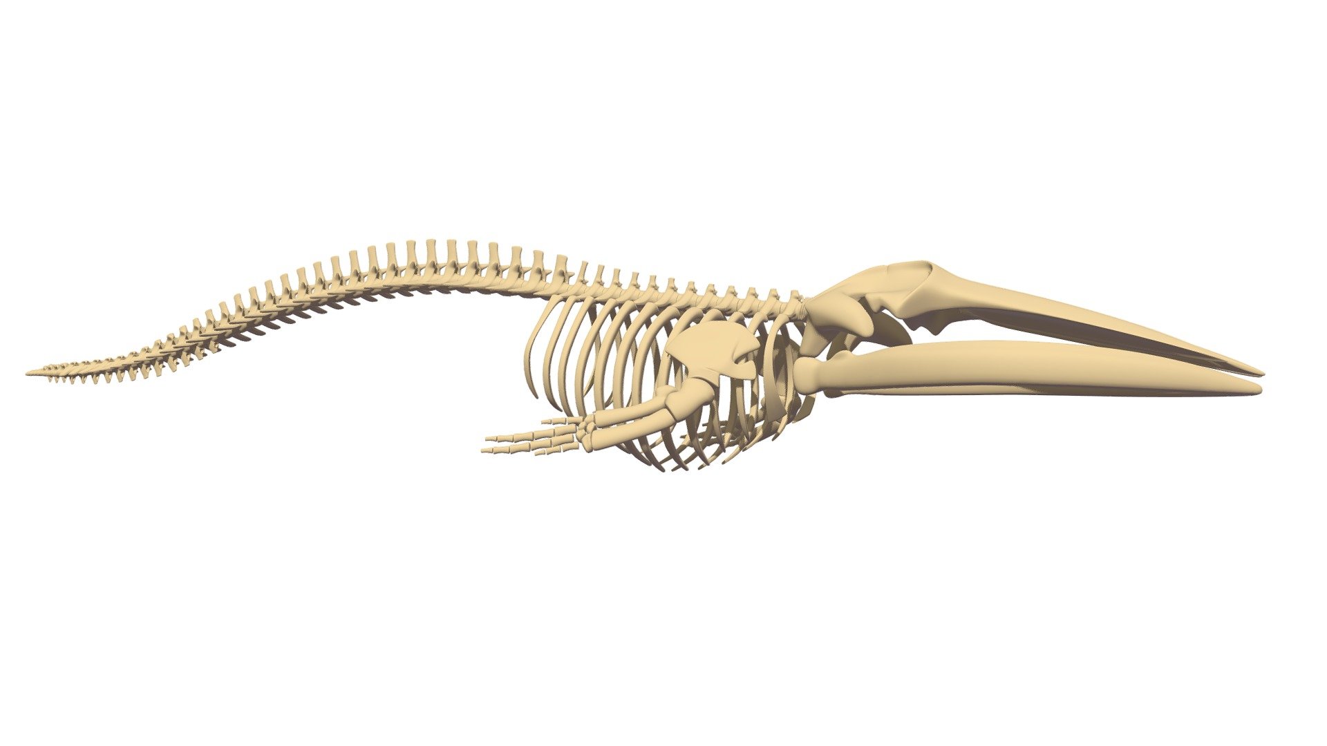 High quality 3d model of fin whale skeleton 3d model