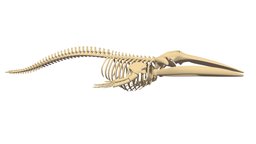 Fin Whale Skeleton skeleton, marine, anatomy, aquatic, whale, water, skeletal, fin, greyhound, baleen, razorback, rorqual, fin-whale, herring, finback, physalus, balaenoptera, skull, blue, sea, bones